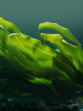Vilgain Greens Mix